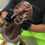 Specie aliene del mare: scoperto il Darth Vader, un crostaceo gigante che supera i 30 centimetri di lunghezza e vive nelle profondità marine